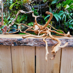 Racine araignée rouge 35 à 50 cm WYSIWYG | JungleBox