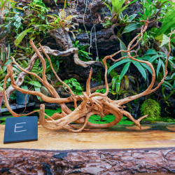 Racine araignée rouge 35 à 50 cm WYSIWYG | JungleBox
