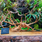 Red Spider Wood Root 35-50 cm WYSIWYG | JungleBox