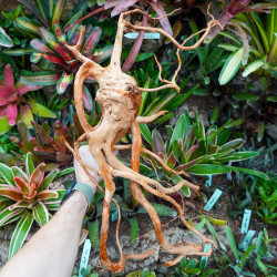Racine araignée rouge 35 à 50 cm WYSIWYG | JungleBox