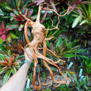 Racine araignée rouge 35 à 50 cm WYSIWYG | JungleBox