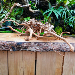 Racine araignée rouge 35 à 50 cm WYSIWYG | JungleBox