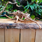 Red Spider Wood Root 35-50 cm WYSIWYG | JungleBox