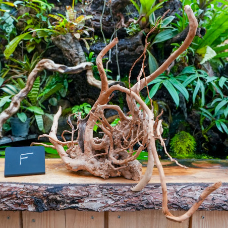 Red Spider Wood Root 35-50 cm WYSIWYG | JungleBox