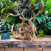 Racine araignée rouge 35 à 50 cm WYSIWYG | JungleBox