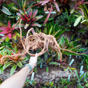 Racine araignée rouge 35 à 50 cm WYSIWYG | JungleBox