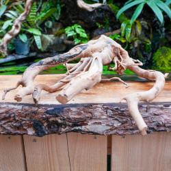 Racine araignée rouge 25 à 45 cm WYSIWYG | JungleBox