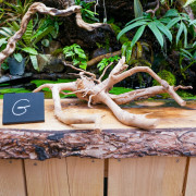 Racine araignée rouge 25 à 45 cm WYSIWYG | JungleBox