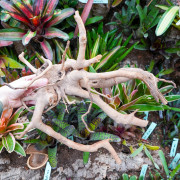 Racine araignée rouge 25 à 45 cm WYSIWYG | JungleBox