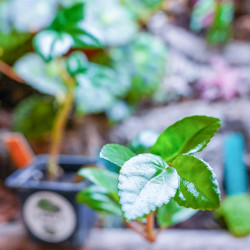Begonia grabia – Begonia rare pour terrarium humide et collection
