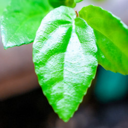 Begonia grabia – Begonia rare pour terrarium humide et collection