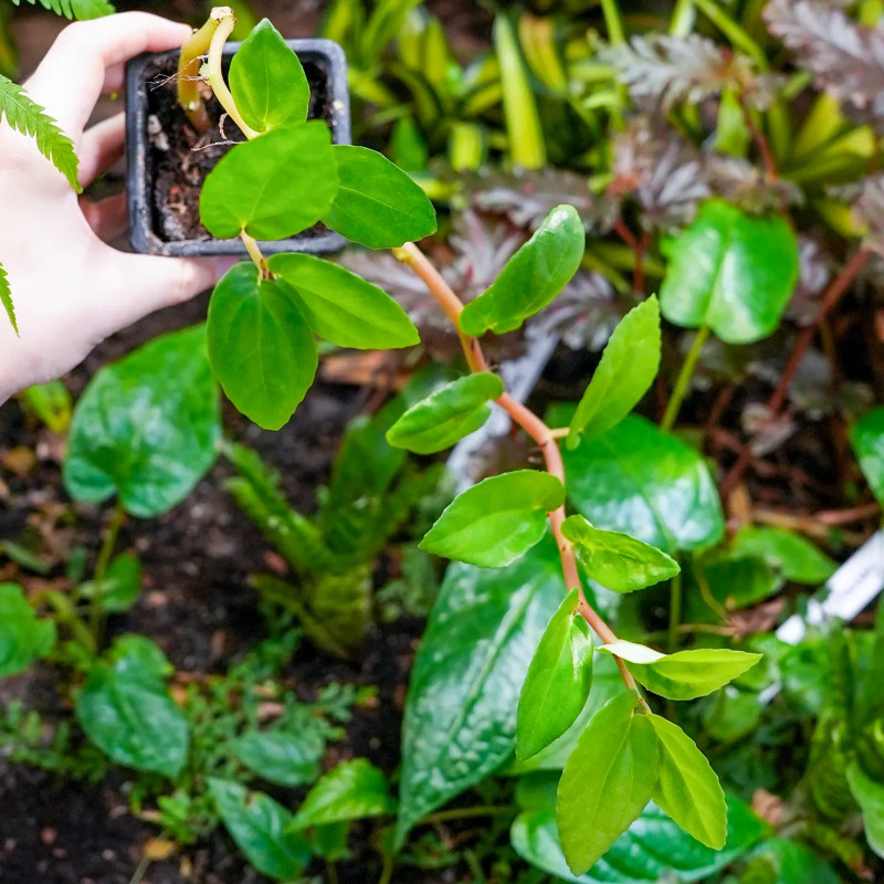 Begonia grabia – Begonia rare pour terrarium humide et collection