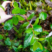 Begonia grabia – Begonia rare pour terrarium humide et collection