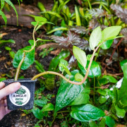 Begonia grabia – Begonia rare pour terrarium humide et collection