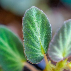 Begonia thelmae
