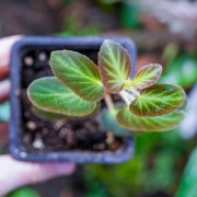 Begonia thelmae