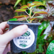 Begonia thelmae
