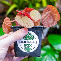 begonia limprichtii