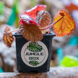 Begonia limprichtii – Bégonia compact à fleurs roses pour terrarium et
