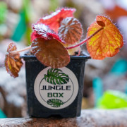 Begonia limprichtii – Bégonia compact à fleurs roses pour terrarium et