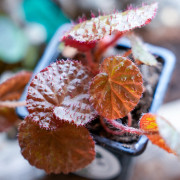 Begonia limprichtii – Bégonia compact à fleurs roses pour terrarium et