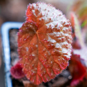Begonia limprichtii – Bégonia compact à fleurs roses pour terrarium et