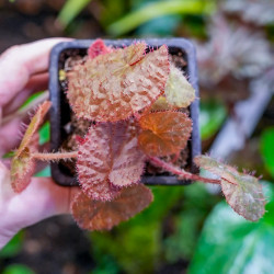 Begonia limprichtii – Bégonia compact à fleurs roses pour terrarium et