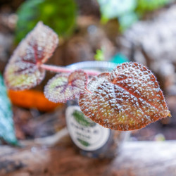Begonia masoniana – Iron Cross Begonia | Rare Tropical Plant