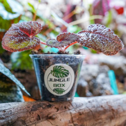 Begonia masoniana – Iron Cross Begonia | Rare Tropical Plant