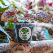 Begonia masoniana – Iron Cross Begonia | Rare Tropical Plant