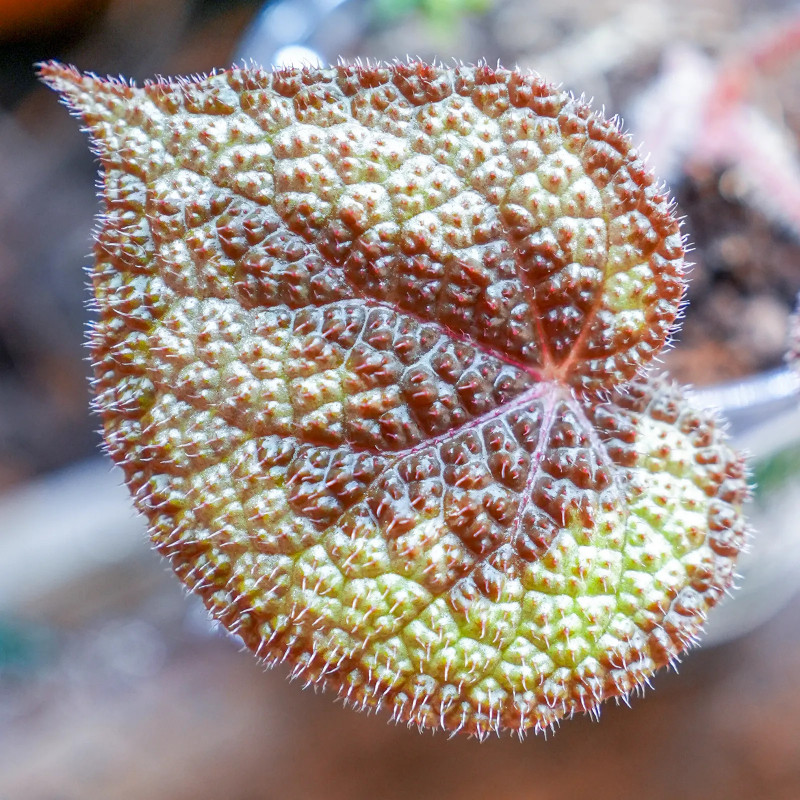 Begonia masoniana – Iron Cross Begonia | Rare Tropical Plant