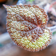 Begonia masoniana – Iron Cross Begonia | Rare Tropical Plant