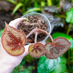 Begonia masoniana – Iron Cross Begonia | Rare Tropical Plant