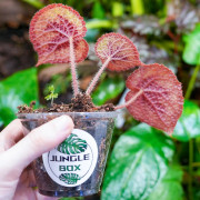 Begonia masoniana – Iron Cross Begonia | Rare Tropical Plant
