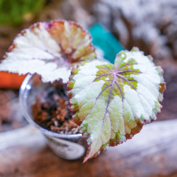 Begonia rex 1