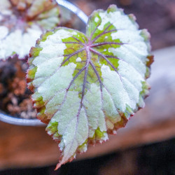Begonia rex 1