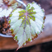Begonia rex 1