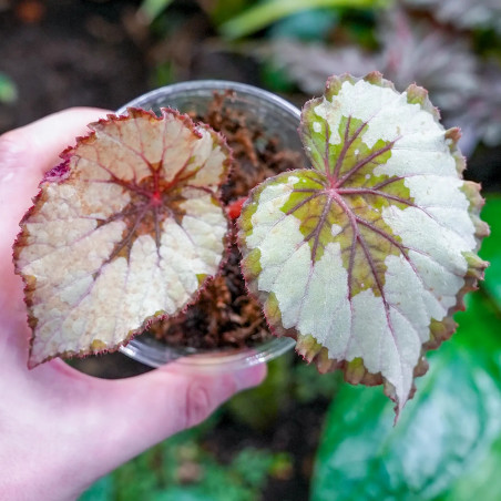 Begonia rex 1