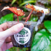 Begonia rex 1