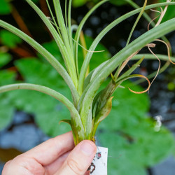Tillandsia balbisiana – Plante épiphyte tropicale | JungleBox