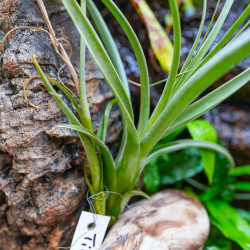 Tillandsia balbisiana – Plante épiphyte tropicale | JungleBox
