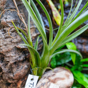 Tillandsia balbisiana – Plante épiphyte tropicale | JungleBox