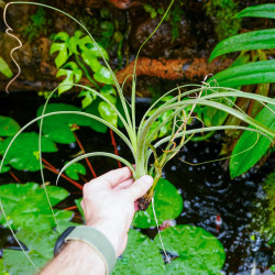 Tillandsia balbisiana – Plante épiphyte tropicale | JungleBox