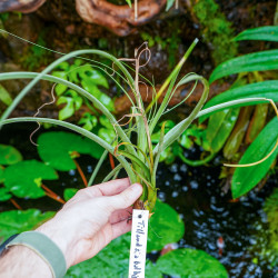 Tillandsia balbisiana – Plante épiphyte tropicale | JungleBox