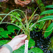 Tillandsia balbisiana – Plante épiphyte tropicale | JungleBox
