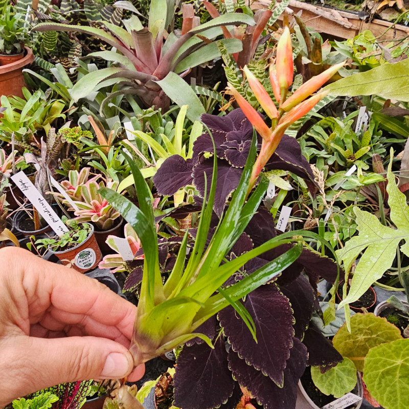 Vriesea Astrid – Broméliacée tropicale rouge | JungleBox