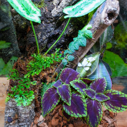 Planted Terrarium 30x30x45 for Mantis, Tarantula & Phelsuma