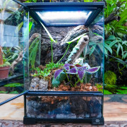 Planted Terrarium 30x30x45 for Mantis, Tarantula & Phelsuma