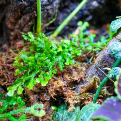 Planted Terrarium 30x30x45 for Mantis, Tarantula & Phelsuma