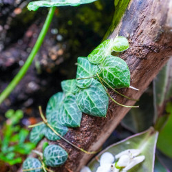 Terrarium planté 30x30x45 pour mante, mygale et insectes
